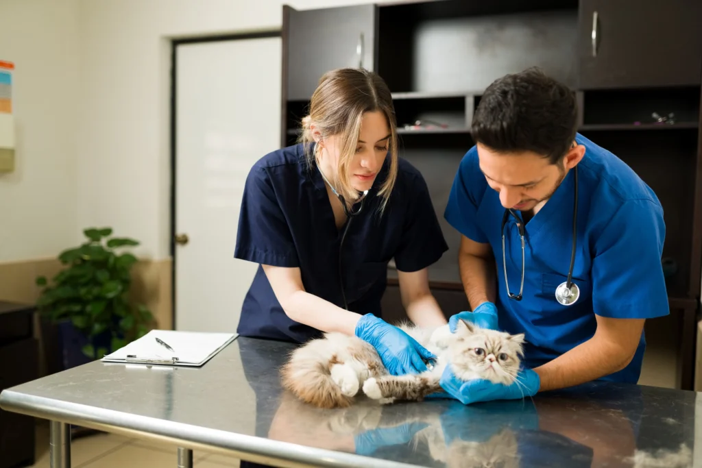 Pet Wellness & Lifestyle Services UAE business 2025